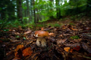 Boletus Edulis, Kral Bolete ya da Penny Bun olarak da bilinir. Karışık ormanda Boletus. Vahşi doğada sonbahar. Yiyecek olarak seçilebilecek en güvenli mantarlardan biri. Doğal ortamda lezzetli mantarlar..