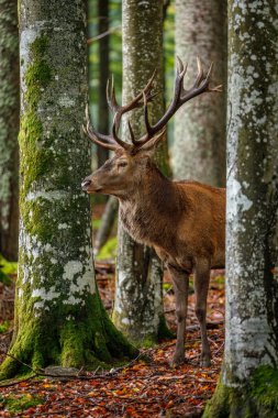 Ormanın kralı. Kızıl geyik geyiği, Cervus Elaphus, orman çayırlarında devriyeler, ağaçların arkasından tepemize çıkar. Görkemli boynuzlu bir erkek geyik. Vahşi doğada çiftleşme mevsimi. Bavyera ormanlarında sonbahar.