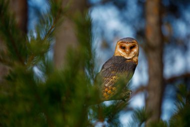 Owl call. Barn owl, Tyto alba, peaks out from behind pine tree and hooting. Portrait of beautiful owl with heart-shaped face. Evening in wild nature. Wildlife. Hunting bird in autumn forest. clipart