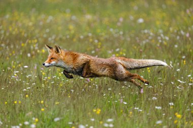 Fox jump. Red fox, Vulpes vulpes, hunting on flowered meadow in rainy morning. Orange fur coat animal running in spring rain. Fox ferrets about prey. Wildlife nature. Clever beast. Natural habitat.