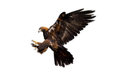 Kartal uçuyor. Altın kartal, Aquila chrysaetos, geniş kanatlı iniş yapıyor. Beyazda izole edilmiş. Güzel sonbahar doğasında görkemli bir yırtıcı kuş. Doğal ortamında kartal avlamak. Vahşi yaşam.