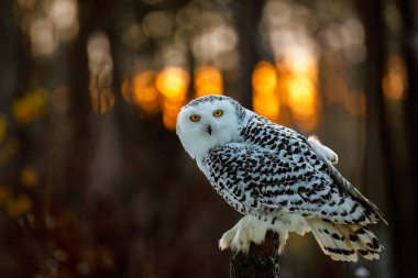 Owl at sunrise. Snowy owl, Bubo scandiacus, perched on rotten stump with sunrays in background. Arctic owl. Beautiful white polar bird with yellow eyes. Wild winter nature. Raptor in natural habitat. clipart