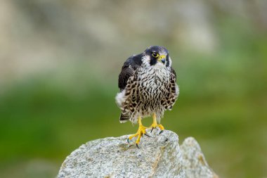 Falcon portrait. Peregrine falcon, Falco peregrinus, perched on stone in kaolin mine. Majestic bird of prey in natural habitat. Wildlife nature. Well-respected falconry bird. Fastest animal in world.