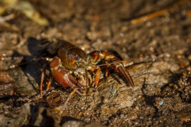 Sinyal kerevit, Pacifastacus leniusculus, kumlu nehir kıyısında suda. Kuzey Amerika kerevitleri, Avrupa, Japonya ve Kaliforniya 'da istilacı türler. Doğal ortamında tatlı su kerevitleri. Vahşi yaşam doğası