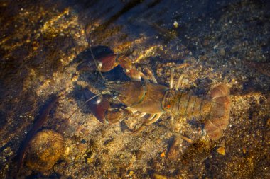 Signal crayfish, Pacifastacus leniusculus, in water at sandy river bank. North American crayfish, invasive species in Europe, Japan, California. Freshwater crayfish in natural habitat. Wildlife nature clipart