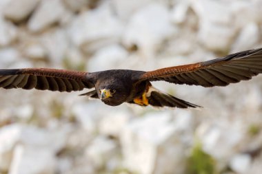 Hawk in flight. Harris's hawk, Parabuteo unicinctus, flying with widely spread wings. Bird of prey hunting in semi-desert. Beautiful raptor known as dusky or wolf hawk. Hunts cooperatively in group. clipart