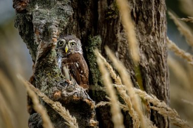 Gizli baykuş. Avrasya pigme baykuşu, Glaucidium passerinum, ormandaki çürük ağaç gövdesine tünemiş. Avrupa 'daki en küçük baykuş. Yırtıcı kuşun güzel görüntüsü. Sonbahar doğasında tüylü minik baykuş. Vahşi yaşam.