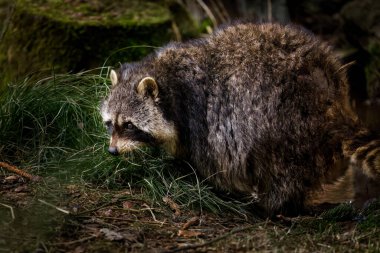 Rakun, Procyon Lotor, orman deresi yakınlarındaki çimlerde yiyecek arıyor. Kuzey Amerika rakunu olarak da bilinir. Güzel kürk manto hayvanı. Kuzey Amerika 'ya özgü. Avrupa ve Asya 'da yaygın türler.