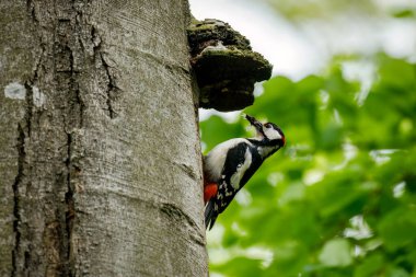 Büyük benekli ağaçkakan, Dendrocopos Major, eski kayın gövdesindeki yuvaya tırmanıyor. Ağaçkakan yavruları beslemek için böcek ve larvaları gagasında tutuyor. Kuş üreme mevsimi. Vahşi doğada bahar.