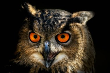 Baykuş çağrısı. Avrasya kartal baykuşunun portresi, Bubo bubo, açık gagalı, korna çalarken. Turuncu gözlü güzel bir yırtıcı kuş. Baykuşun doğal yaşam alanına yakın çekim. Vahşi doğada akşam.