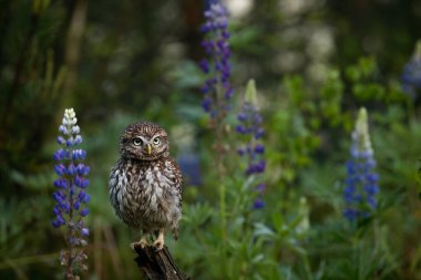 Lupine 'de baykuş. Küçük baykuş, Athene noctua, orman çayırında mavi podlu lupin çiçeklerine tünemiş. Athena 'nın Baykuşu doğal ortamında. Sarı gözlü güzel bir kuş. Vahşi bahar doğası. Vahşi yaşam.