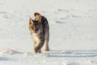 Luchs, dondurucu güneşin doğuşunda. Genç Avrasyalı vaşak, Lynx vaşak, soğuk bir sabah karlı çayırlarda yürür. Şirin vahşi kedi. Kış doğası. Doğal ortamdaki yırtıcı hayvan. Benekli turuncu kürklü güzel hayvan.