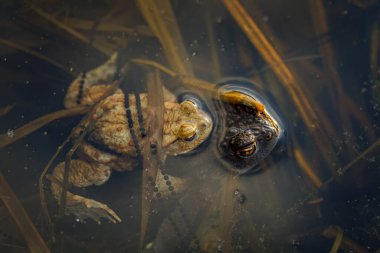 Kurbağa çiftleşme mevsimi. Bir çift Avrupa kurbağası, Bufo bufo, üreme mevsiminde suda. Yumurta telleri var. Vahşi doğada bahar. Vahşi yaşam. Doğal ortamda amfibi. Daha küçük erkek dişiyi kavrıyor.