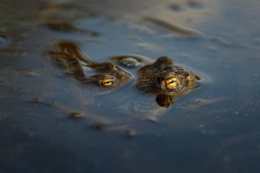 Kurbağa çiftleşme mevsimi. Bir çift Avrupa kurbağası, Bufo bufo, üreme mevsiminde suda. Yumurta telleri var. Vahşi doğada bahar. Vahşi yaşam. Doğal ortamda amfibi. Daha küçük erkek dişiyi kavrıyor.