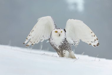 Baykuş avlamak kış doğası. Karlı baykuş, Bubo skandiacus, geniş kanatlı karlı çayırlara tünemiş. Sarı gözlü güzel beyaz kutup kuşu. Vahşi kutup baykuşu yaşam alanında. Kış manzarası.