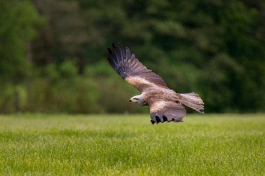 Uçurtma uçuyor. Siyah uçurtma, Milvus migrans, geniş kanatlı uçuyor. Avcı kuş. Siyah uçurtma çayırda uçuyor, yiyecek arıyor. Raptor aynı zamanda ateş şahini olarak da bilinir. Vahşi yaşam doğası.