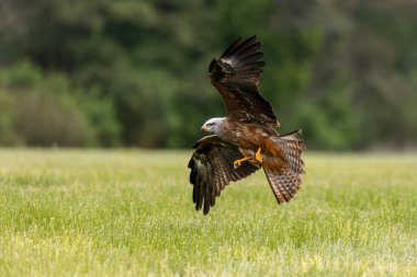 Uçurtma uçuyor. Siyah uçurtma, Milvus migrans, geniş kanatlı uçuyor. Avcı kuş. Siyah uçurtma çayırda süzülüyor, avına saldırıyor. Raptor aynı zamanda ateş şahini olarak da bilinir. Vahşi yaşam doğası.
