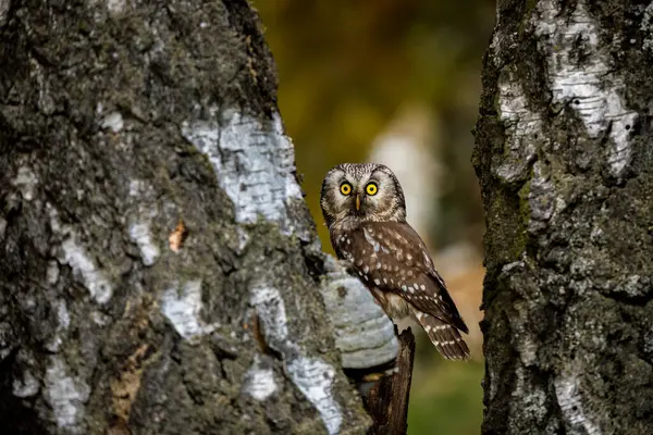 Huş ağacı ormanında sevimli bir baykuş. Boreal baykuş, Aegolius funereus, huş ağacının gövdesinin arkasından çıkar. Büyük sarı gözlü tipik küçük baykuş. Tengmalm baykuşu olarak bilinir. Vahşi yaşam doğası.