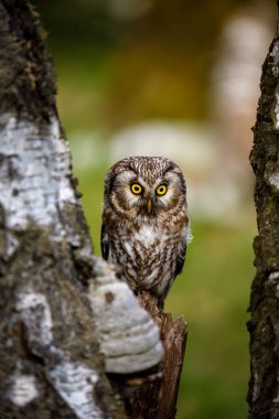 Huş ağacı ormanında sevimli bir baykuş. Boreal baykuş, Aegolius funereus, huş ağacının gövdesinin arkasından çıkar. Büyük sarı gözlü tipik küçük baykuş. Tengmalm baykuşu olarak bilinir. Vahşi yaşam doğası.