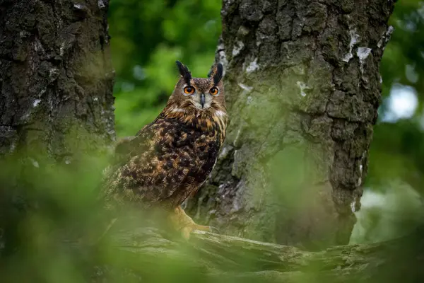 Yeşil ormanda baykuş. Avrasya kartal baykuşu, Bubo bubo, huş ağacının çürük gövdesine tünemişti. Turuncu gözlü ve püsküllü güzel baykuş. Vahşi yaşam. Bahar doğası. Doğal ortamdaki yırtıcı kuş..