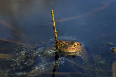 Kurbağa çiftleşme mevsimi. Avrupa kurbağası Bufo Bufo, sudan şnorkel gibi çıkar. Yumurta telleri var. Vahşi doğada bahar. Vahşi yaşam. Doğal ortamda amfibi. Üreme.