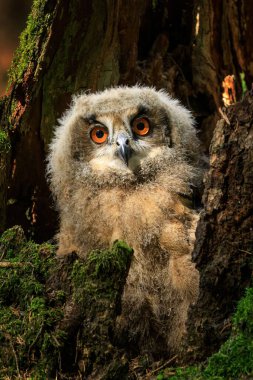 Pofuduk baykuş yavrusu. Güzel, genç Avrasya baykuşu Bubo bubo çürümüş kütüğe tünemiş, beslenmeyi bekliyor. Turuncu gözlü sevimli yavru baykuş. Doğada vahşi bir yavru. Vahşi yaşam doğası.