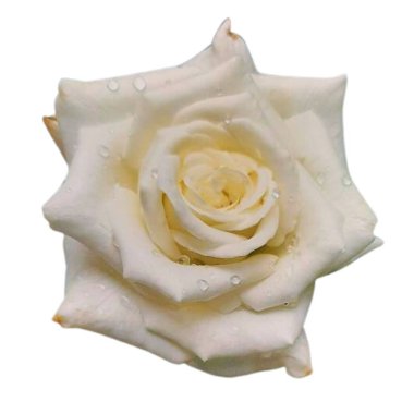 Bahçedeki çiçekler - JPEG - 1