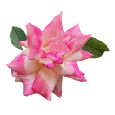 Bahçedeki çiçekler - JPEG - 9