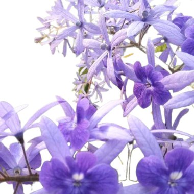 Bahçedeki çiçekler - JPEG - 100