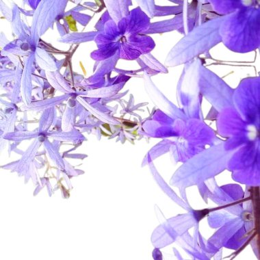 Bahçedeki çiçekler - JPEG - 101