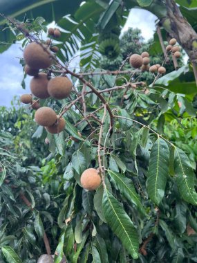 Önünüzde beliren manzara kesinlikle nefes kesicidir. Doğa ve insan bağlılığının mükemmel bir karışımının kanıtıdır..