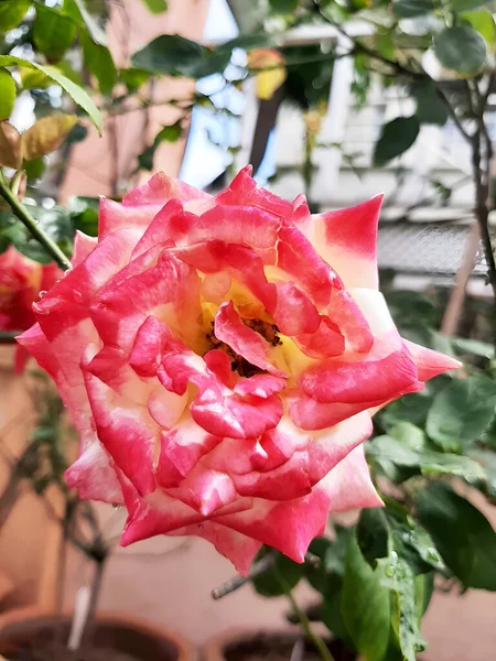 Obok Domu Znajduje Się Skrupulatnie Urządzony Ogród Istnieje Wiele Różnych — Zdjęcie stockowe