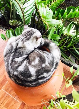 Evcil bir hayvan, dünyanın dört bir yanındaki sayısız insanın hayatına neşe, rahatlık ve dostluk getiren değerli ve sevilen bir yoldaştır..