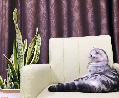 Evcil bir hayvan, dünyanın dört bir yanındaki sayısız insanın hayatına neşe, rahatlık ve dostluk getiren değerli ve sevilen bir yoldaştır..