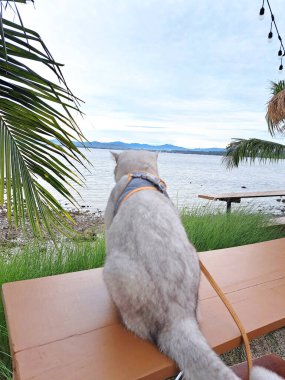 Evcil bir hayvan, dünyanın dört bir yanındaki sayısız insanın hayatına neşe, rahatlık ve dostluk getiren değerli ve sevilen bir yoldaştır..