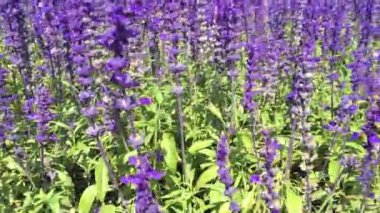 Güneş ışığında mor çiçekler.