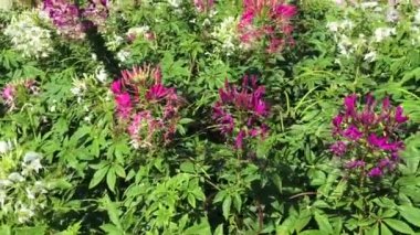 Güneş ışığında renkli çiçekler.