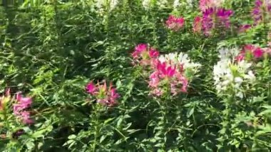 Güneş ışığında renkli çiçekler.