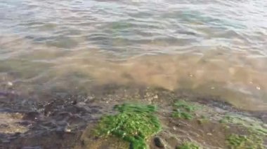 Tayland 'da nehir boyunca yeşil bitkiler