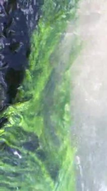 Tayland 'da nehir kenarındaki yeşil yosun.