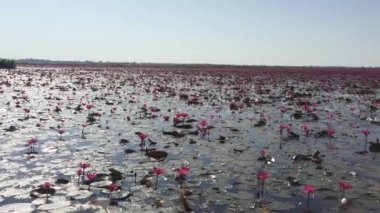 Tayland 'da bir gölette bir sürü kırmızı nilüfer çiçeği vardır..