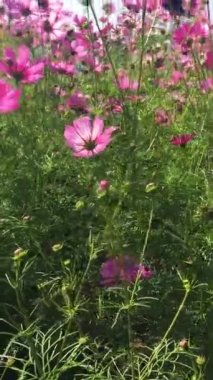 Rüzgarla sürekli hareket eden renkli çiçekler..