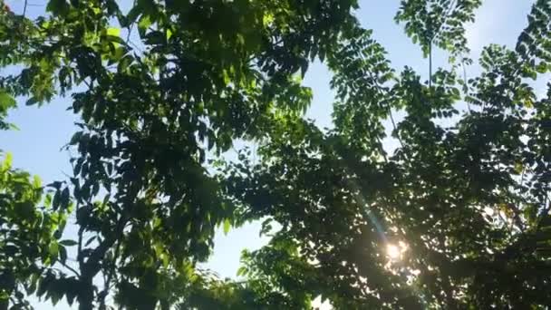 Φύλλα Φτερουγίζουν Και Λικνίζονται Στον Άνεμο — Αρχείο Βίντεο
