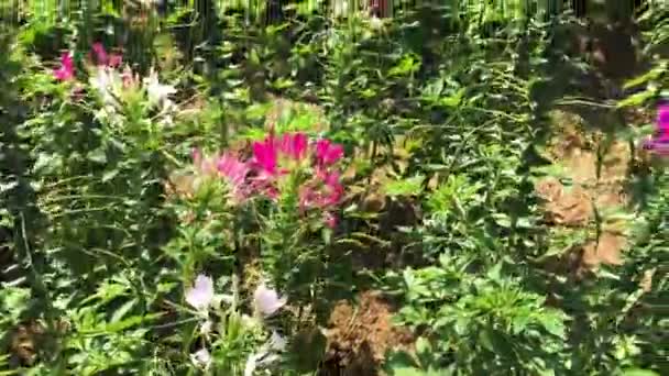 Барвисті Квіти Сонячному Світлі — стокове відео