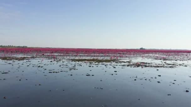Tayland Bir Gölette Bir Sürü Kırmızı Nilüfer Çiçeği Vardır — Stok video