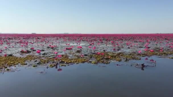Many Red Lotus Flowers Pond Thailand — Stock Video