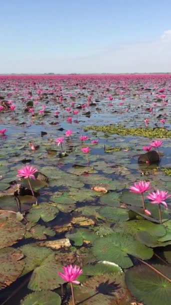 Ροζ Λουλούδια Λωτού Στη Λίμνη Φαίνονται Όμορφα Στη Φύση Στην — Αρχείο Βίντεο