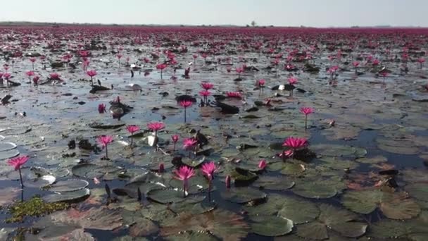 Ροζ Λουλούδια Λωτού Στη Λίμνη Φαίνονται Όμορφα Στη Φύση Στην — Αρχείο Βίντεο