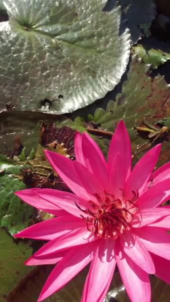 Růžové Lotosové Květy Jezírku Vypadají Krásně Přírodě Thajsku — Stock video