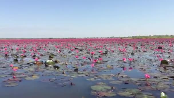 Göletteki Pembe Nilüfer Çiçekleri Tayland Doğada Güzel Görünür — Stok video
